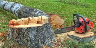 Best Tree Disease Treatment  in Dickson City, PA