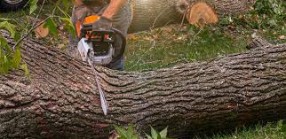 Best Root Management and Removal  in Dickson City, PA