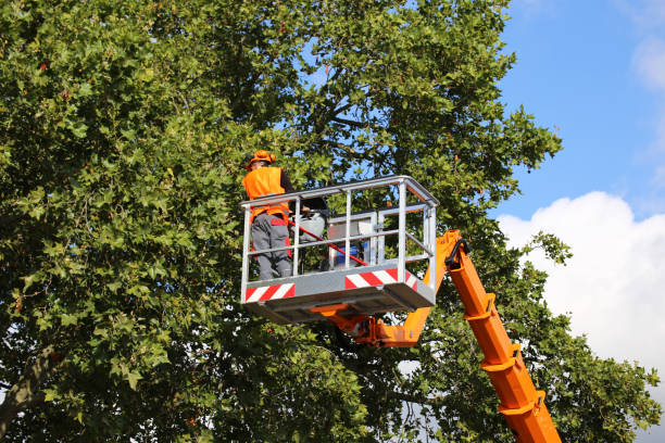 Best Firewood Processing and Delivery  in Dickson City, PA