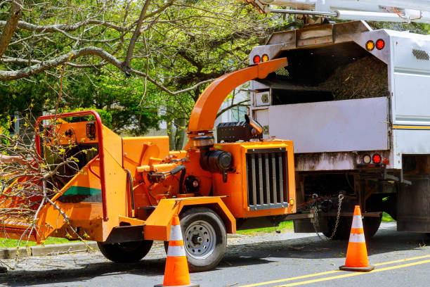 Best Tree Removal  in Dickson City, PA