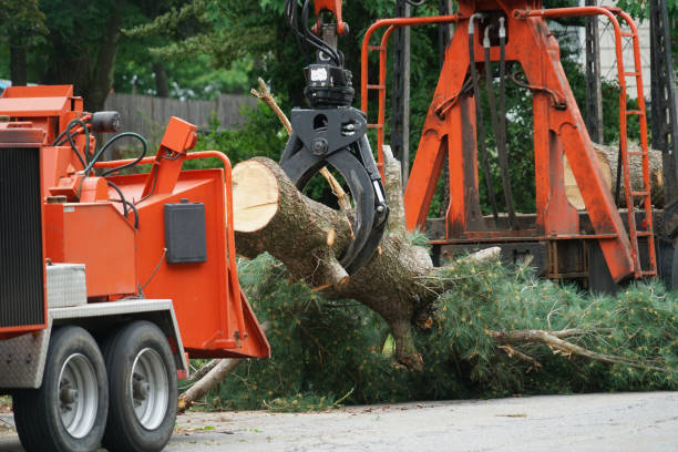 Best Lawn Disease Treatment  in Dickson City, PA